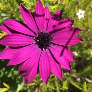 Meet your Posher, Juliet